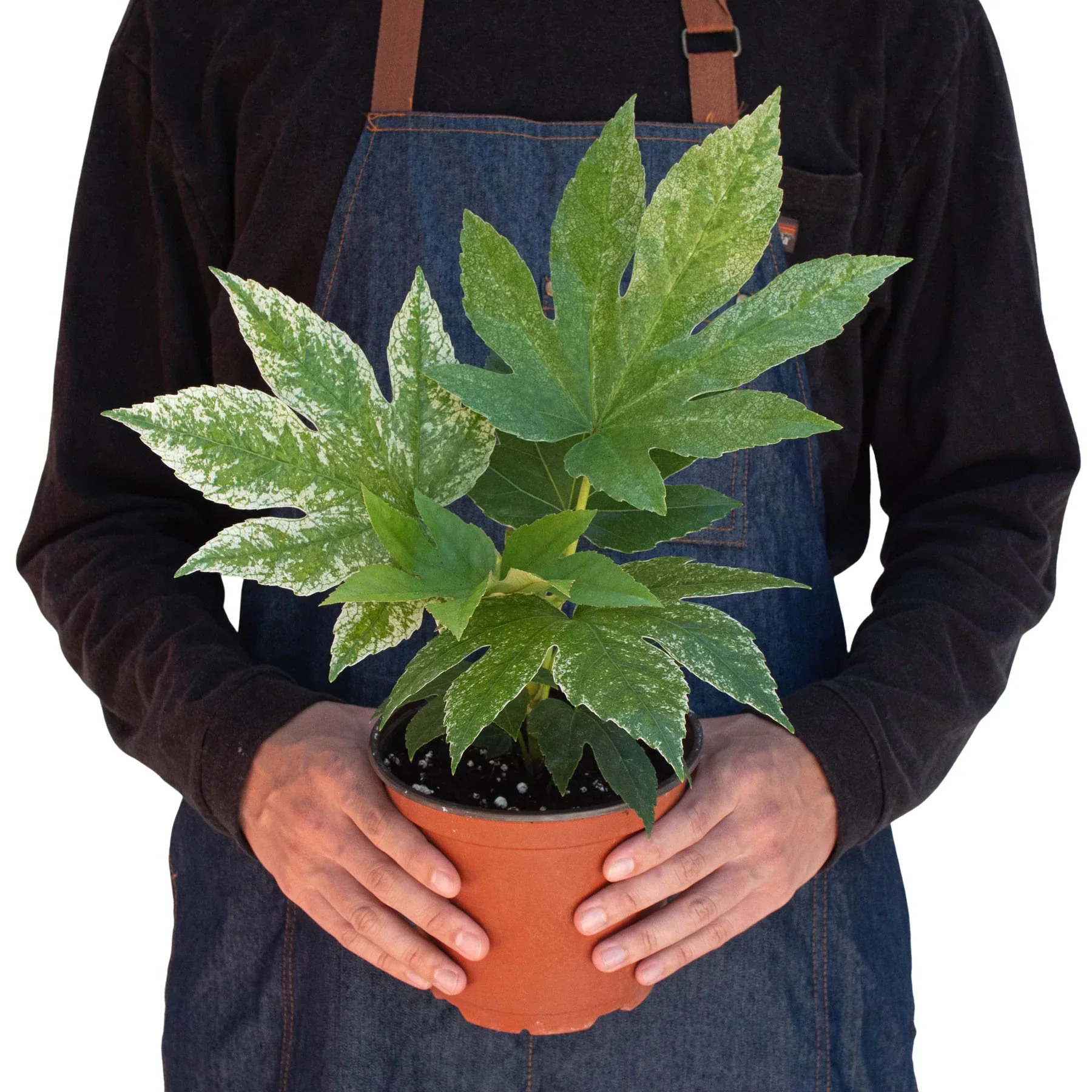 Fatsia 'Spider's Web' - Image 3