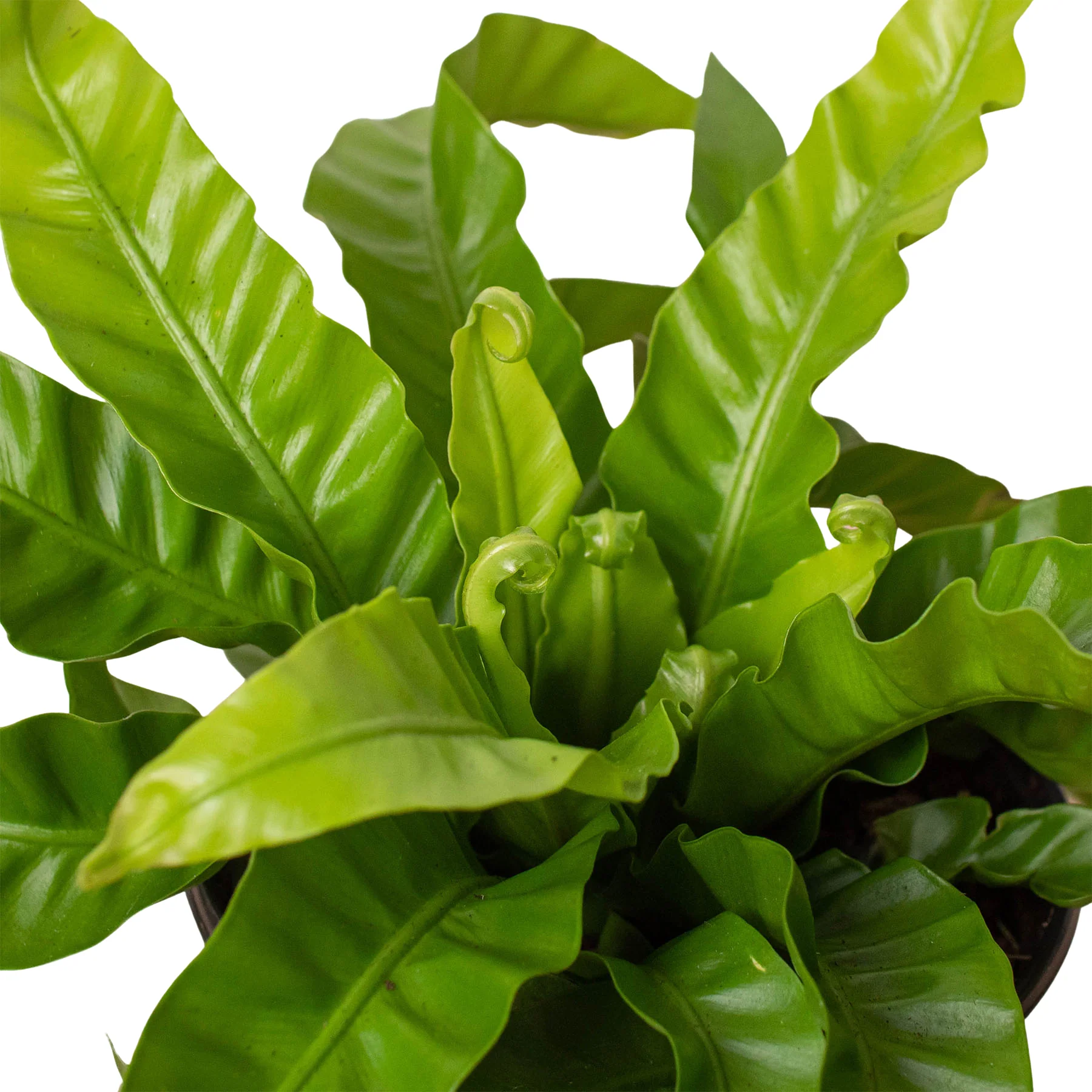 Fern 'Bird's Nest Hurricane' - Image 2