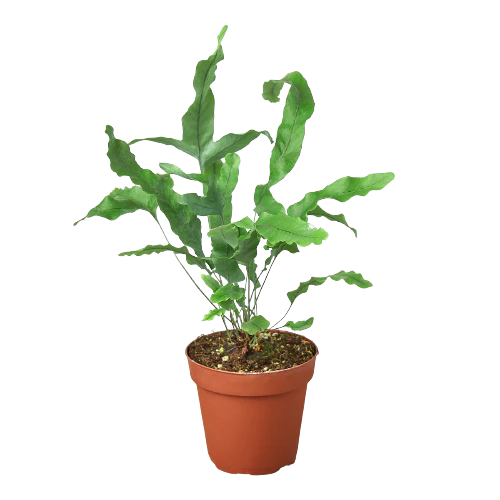 Fern 'Blue Star'