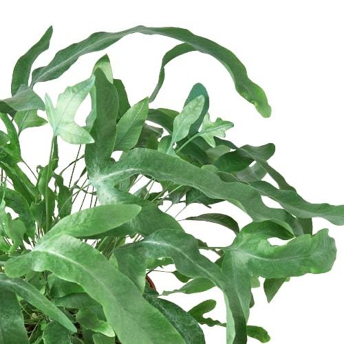 Fern 'Blue Star' - Image 2