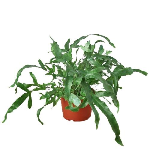 Fern 'Blue Star' - Image 3