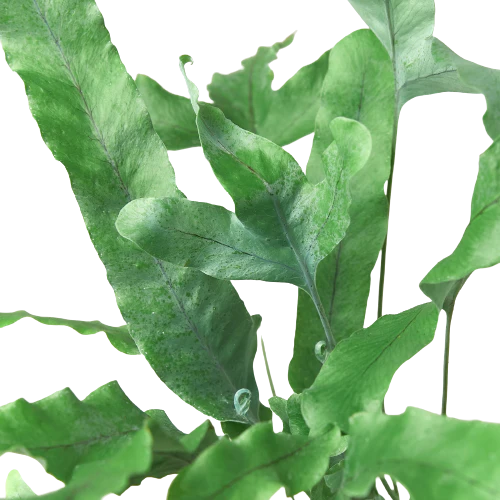 Fern 'Blue Star' - Image 6