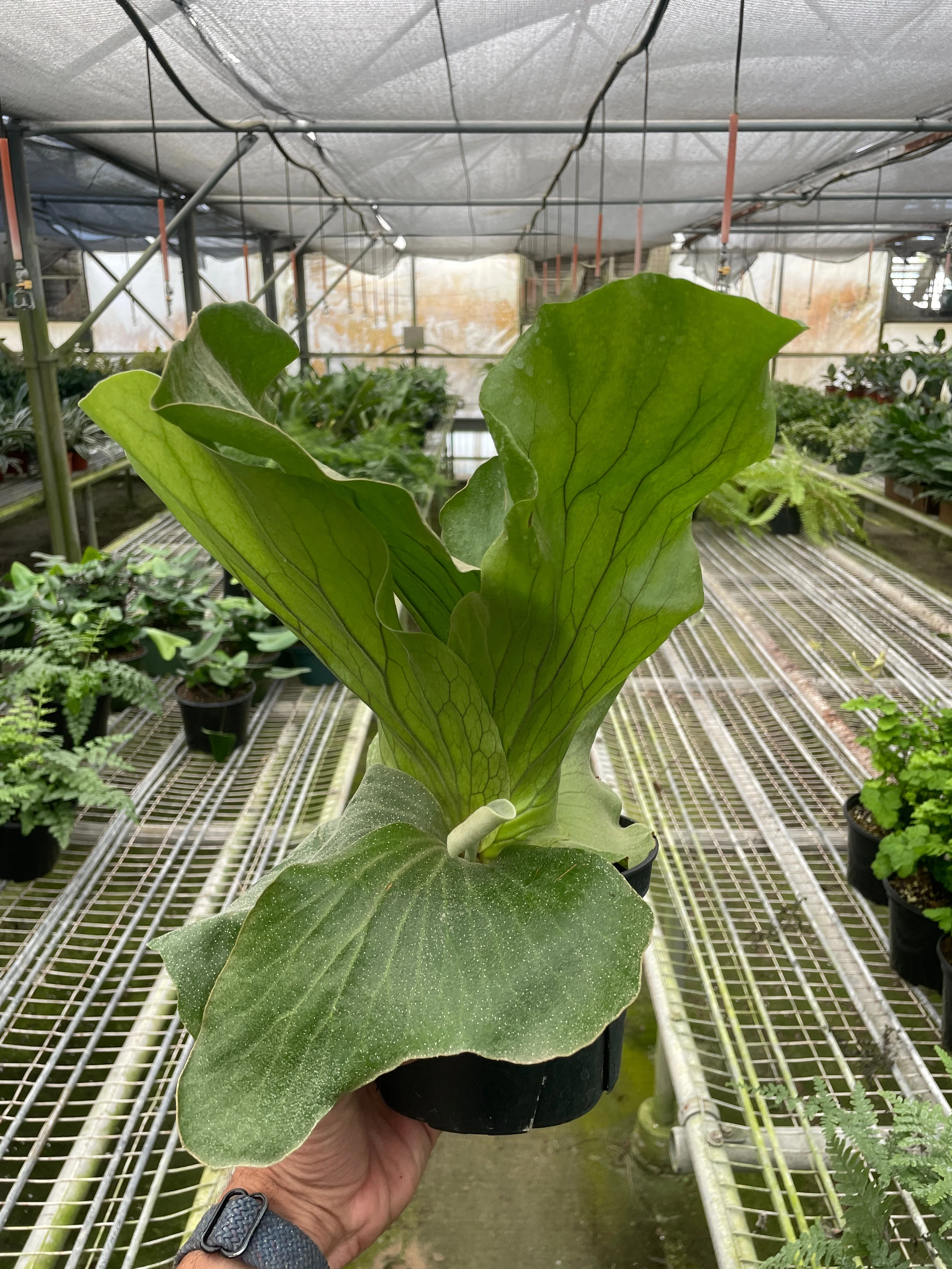 Fern 'Elephant' - Image 2