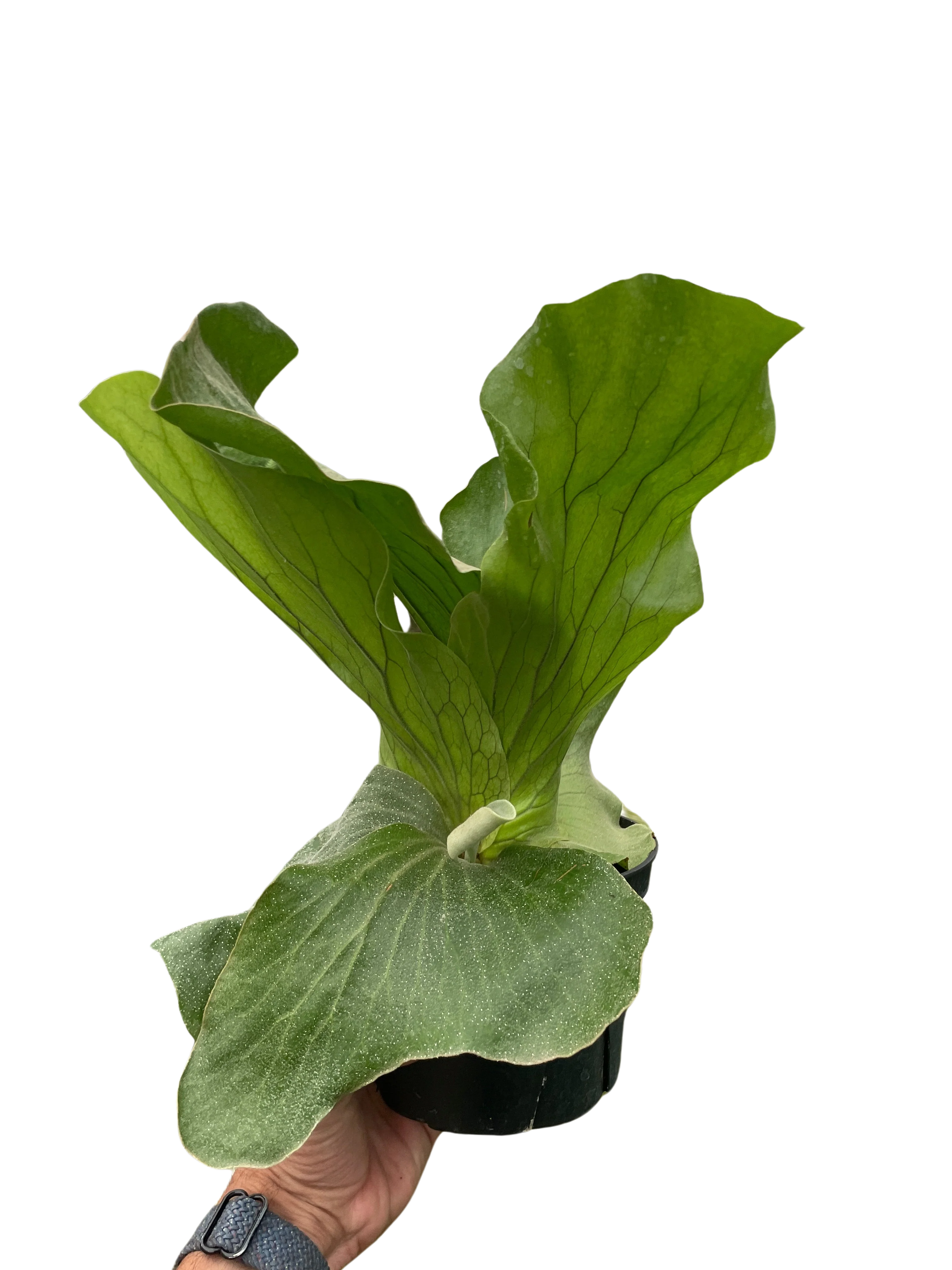 Fern 'Elephant' - Image 4