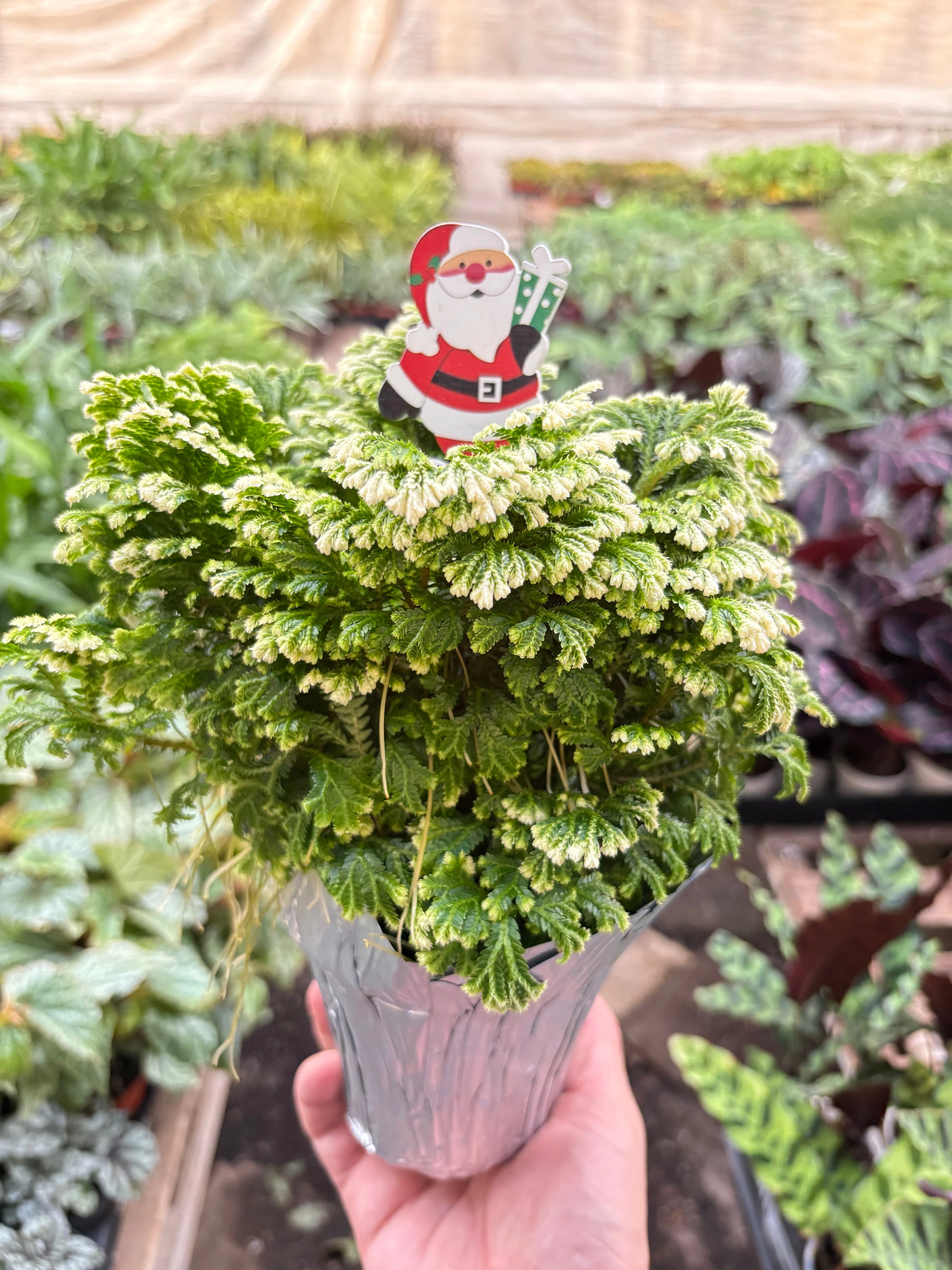 Fern 'Frosty' - Image 2