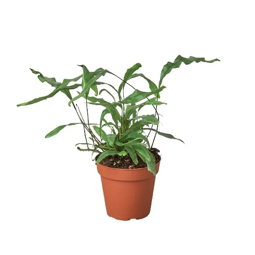 Fern 'Kangaroo Paw' - Image 4