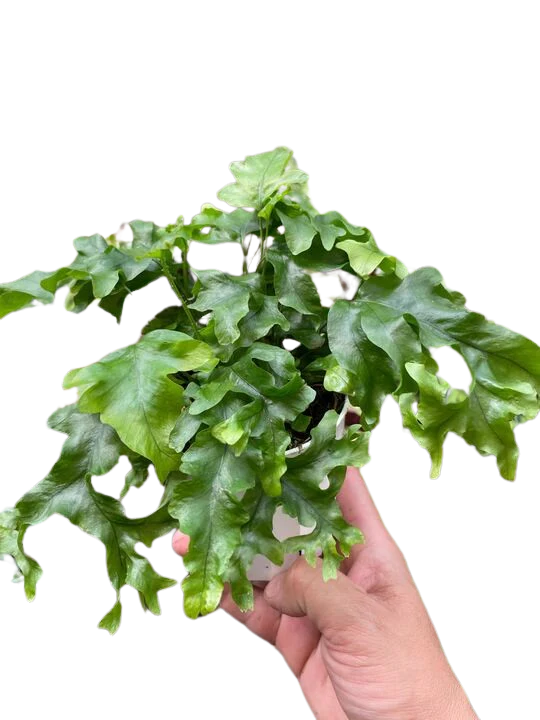 Fern 'Nicolas Diamond' - Image 5