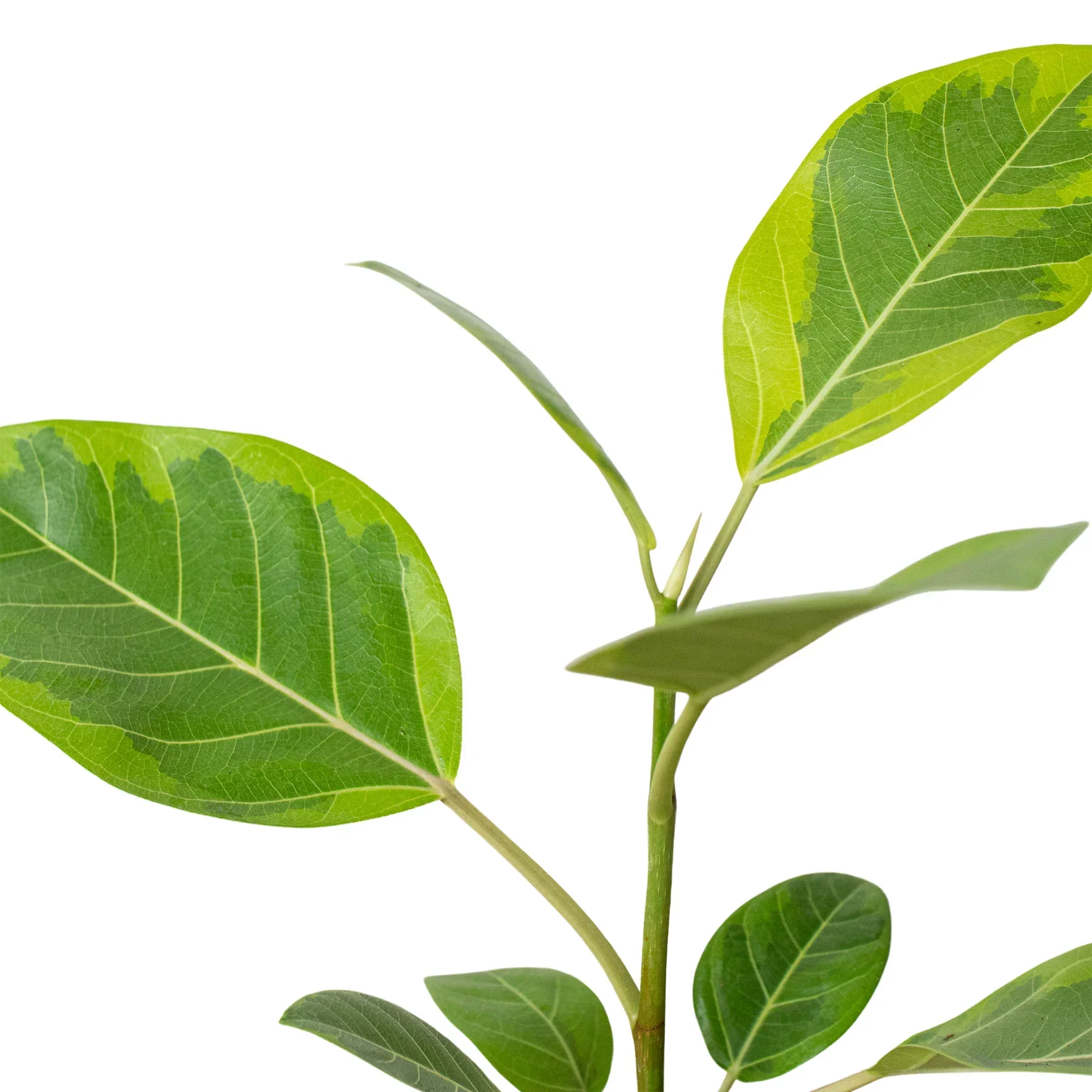 Ficus Altissima Yellow Gem - Image 2