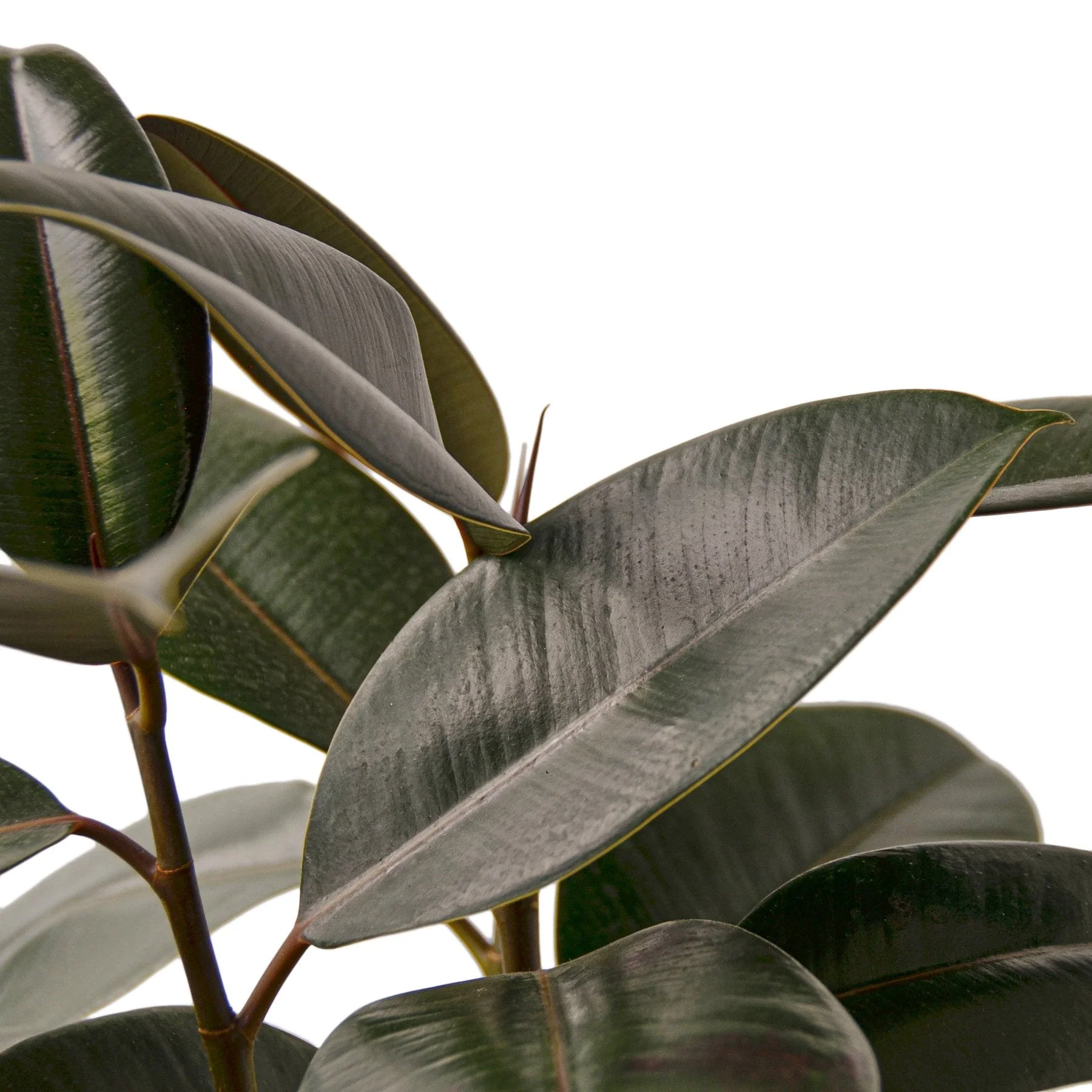 Ficus Burgundy - Image 5