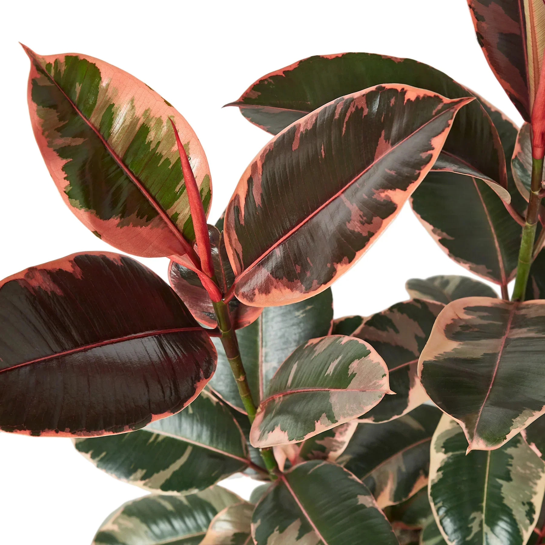 Ficus Elastica Ruby Pink - Image 2