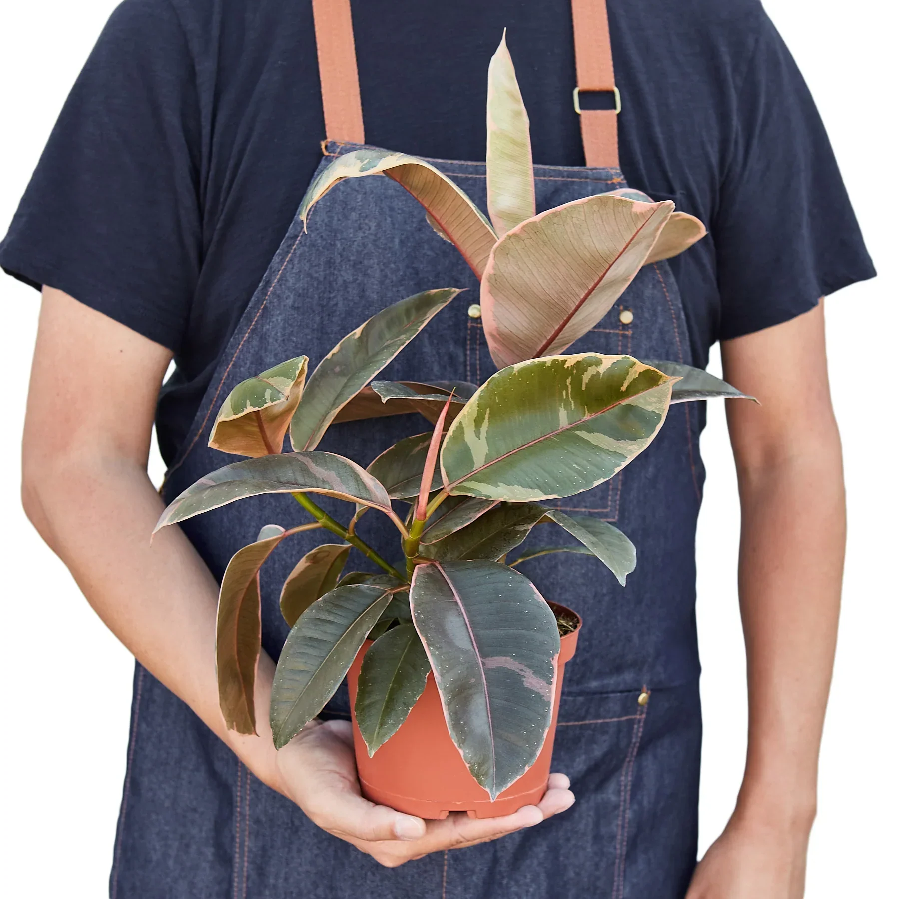 Ficus Elastica Ruby Pink - Image 3