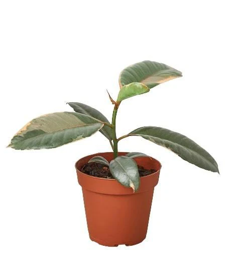 Ficus Elastica Ruby Pink - Image 4