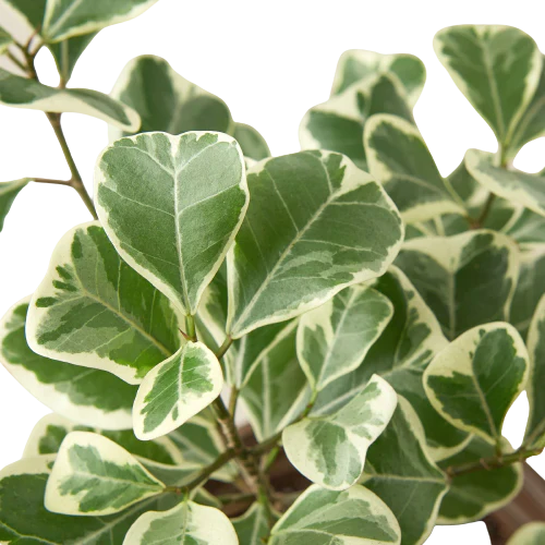 Ficus Elastica Triangularis Variegated - Image 2