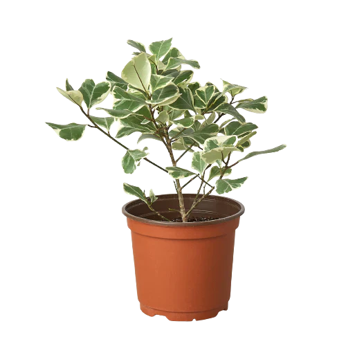 Ficus Elastica Triangularis Variegated - Image 4