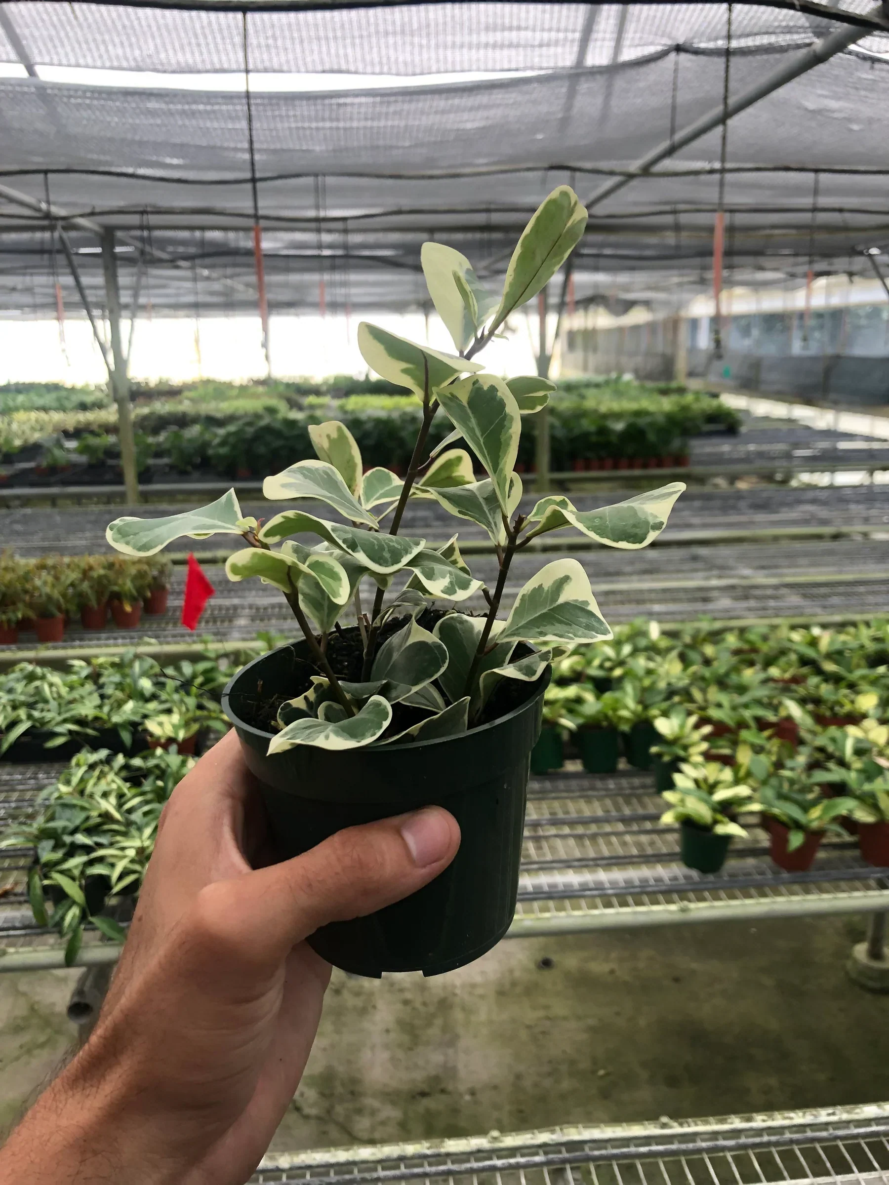 Ficus Elastica Triangularis Variegated - Image 5