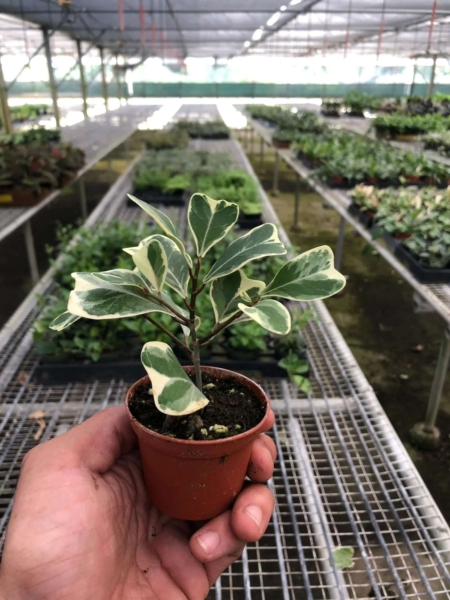 Ficus Elastica Triangularis Variegated - Image 6