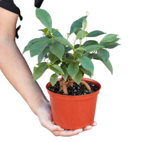 Ficus 'Ginseng' - Image 2