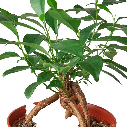 Ficus 'Ginseng' - Image 3