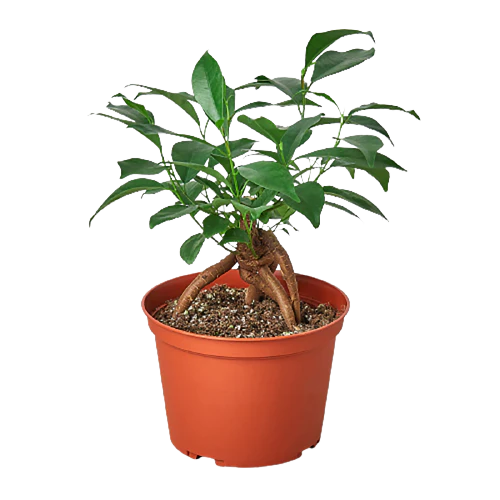 Ficus 'Ginseng' - Image 4