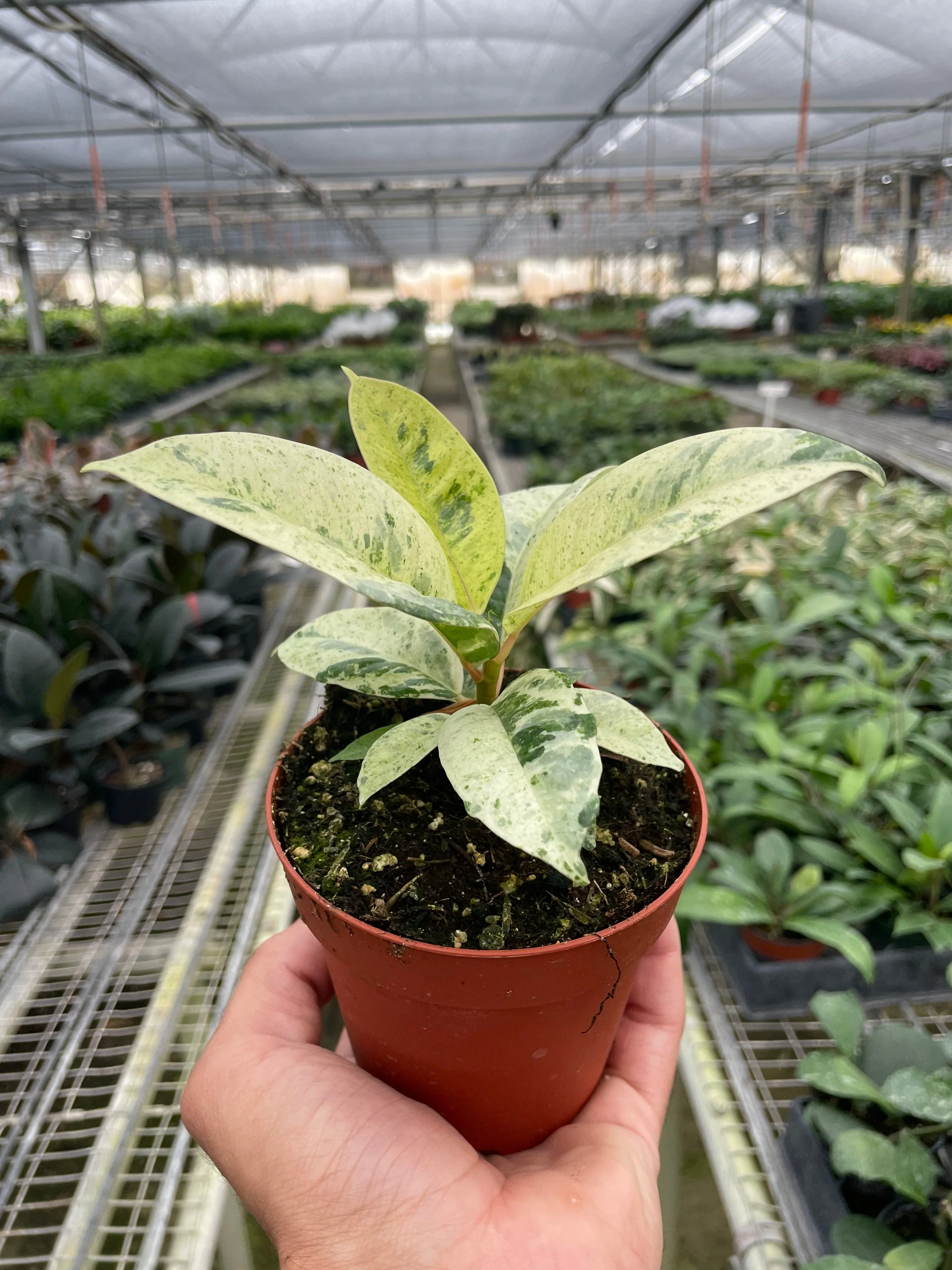 Ficus 'shivereana' (Moonshine) - Image 3