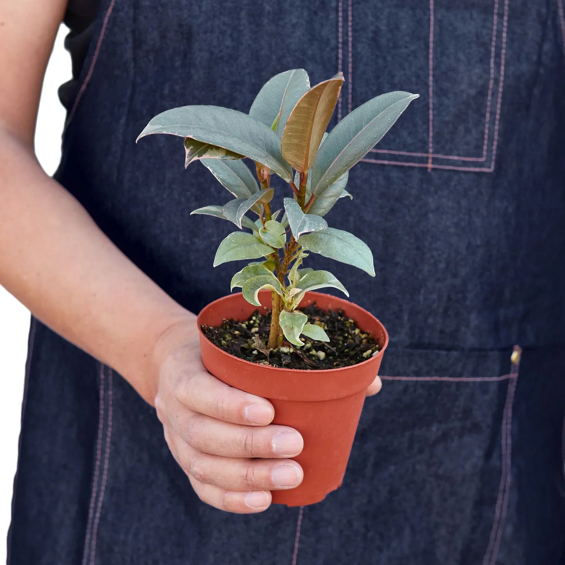 Ficus Tineke - Image 3