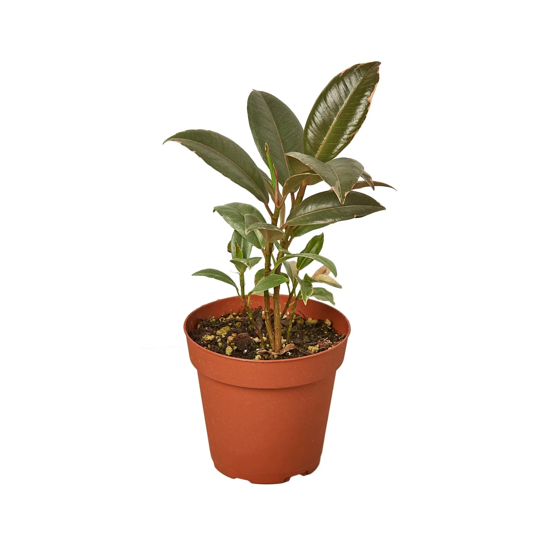 Ficus Tineke - Image 4