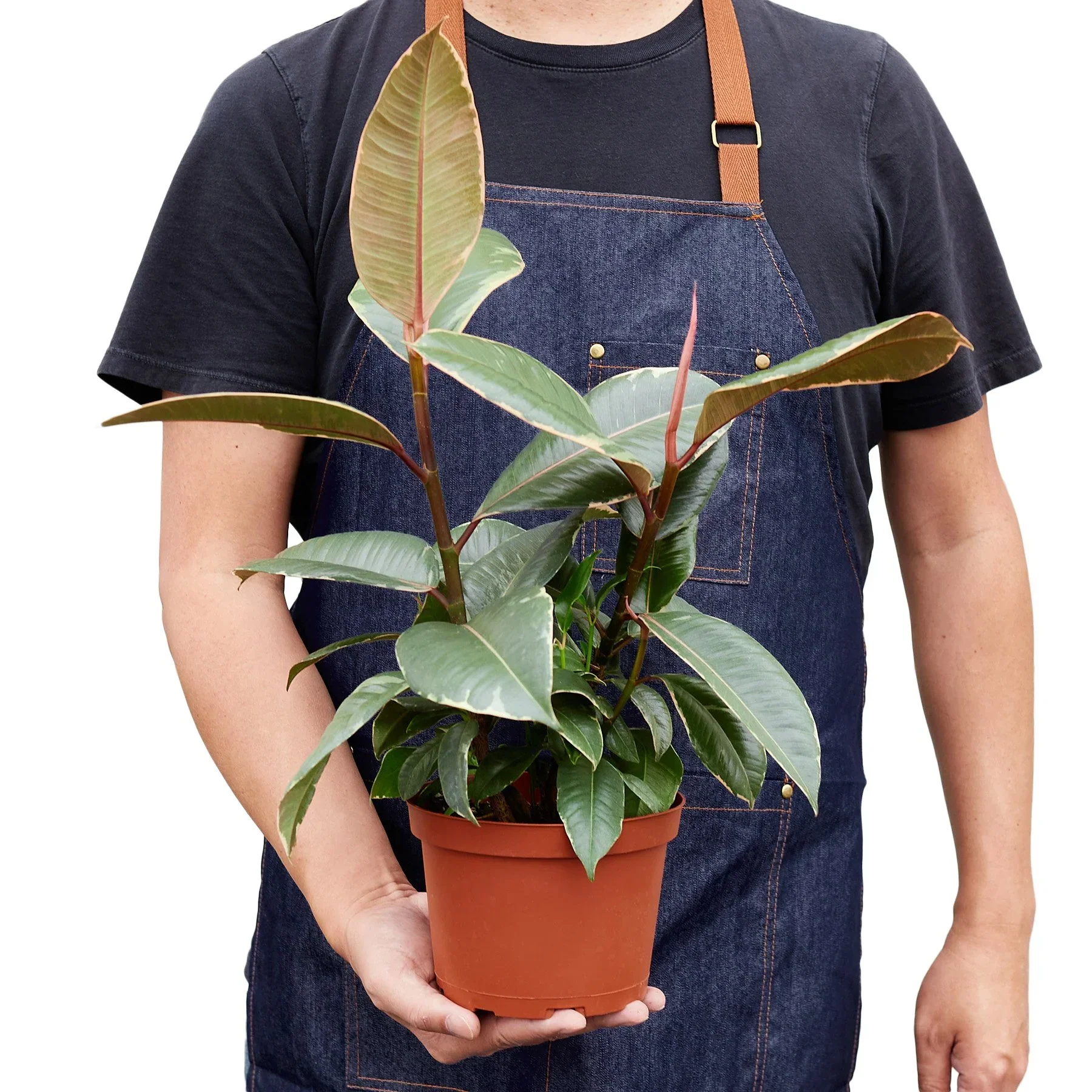 Ficus Tineke - Image 5