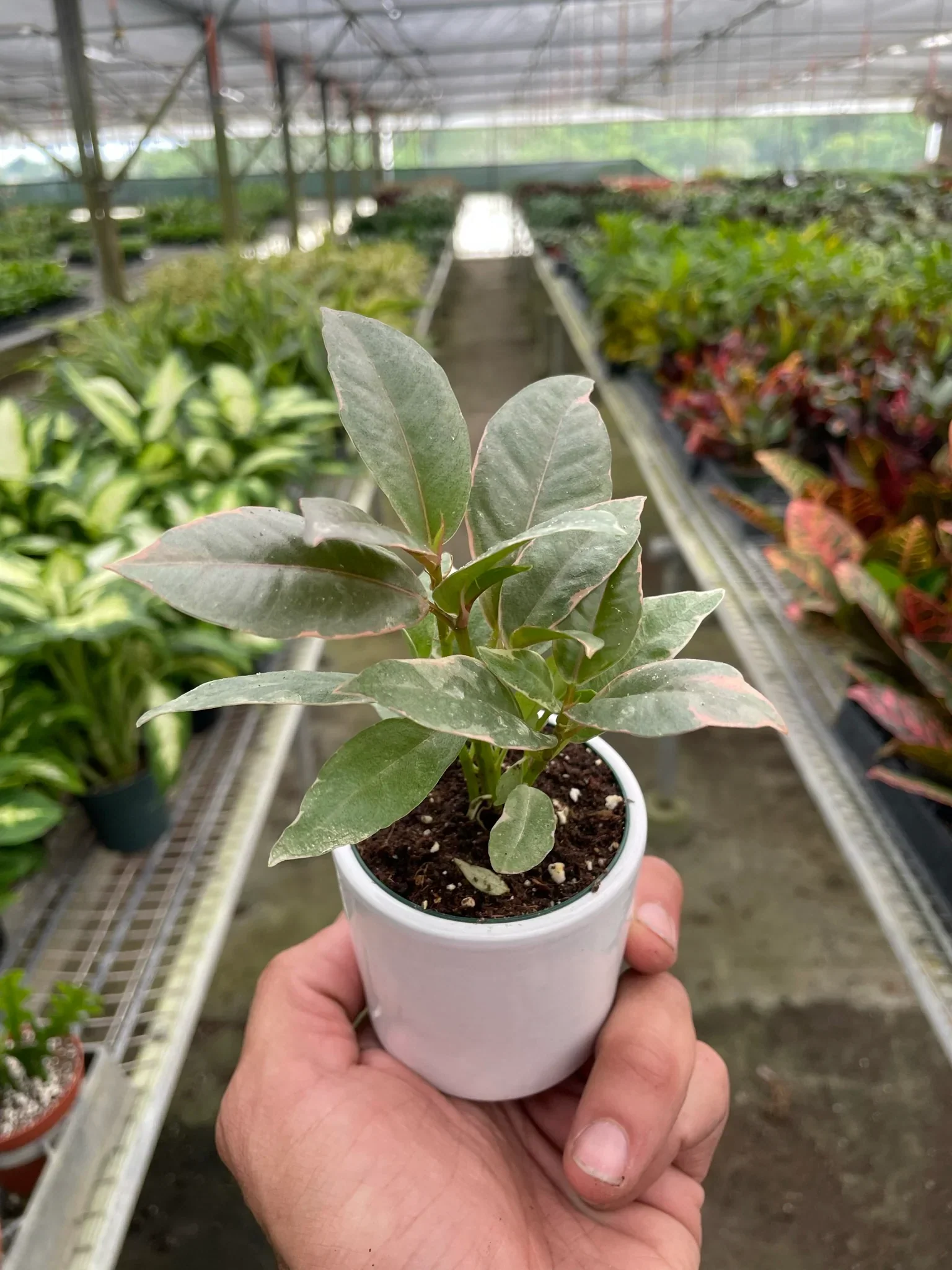 Ficus Tineke - Image 6