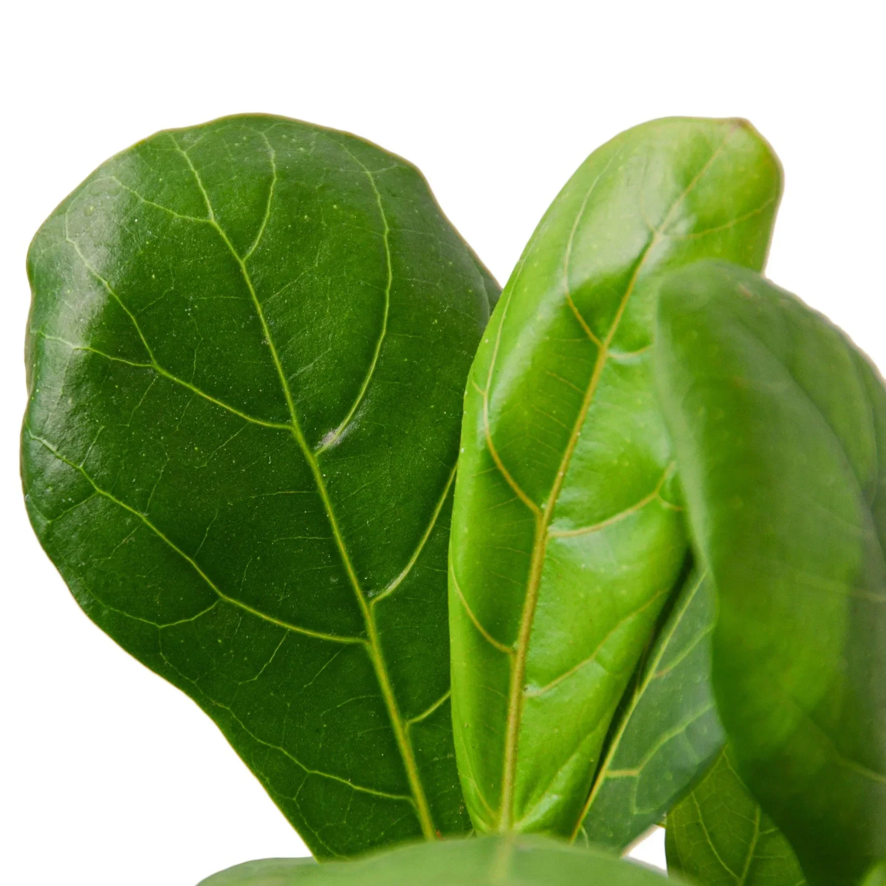 Fiddle Leaf Fig Tree - Image 6