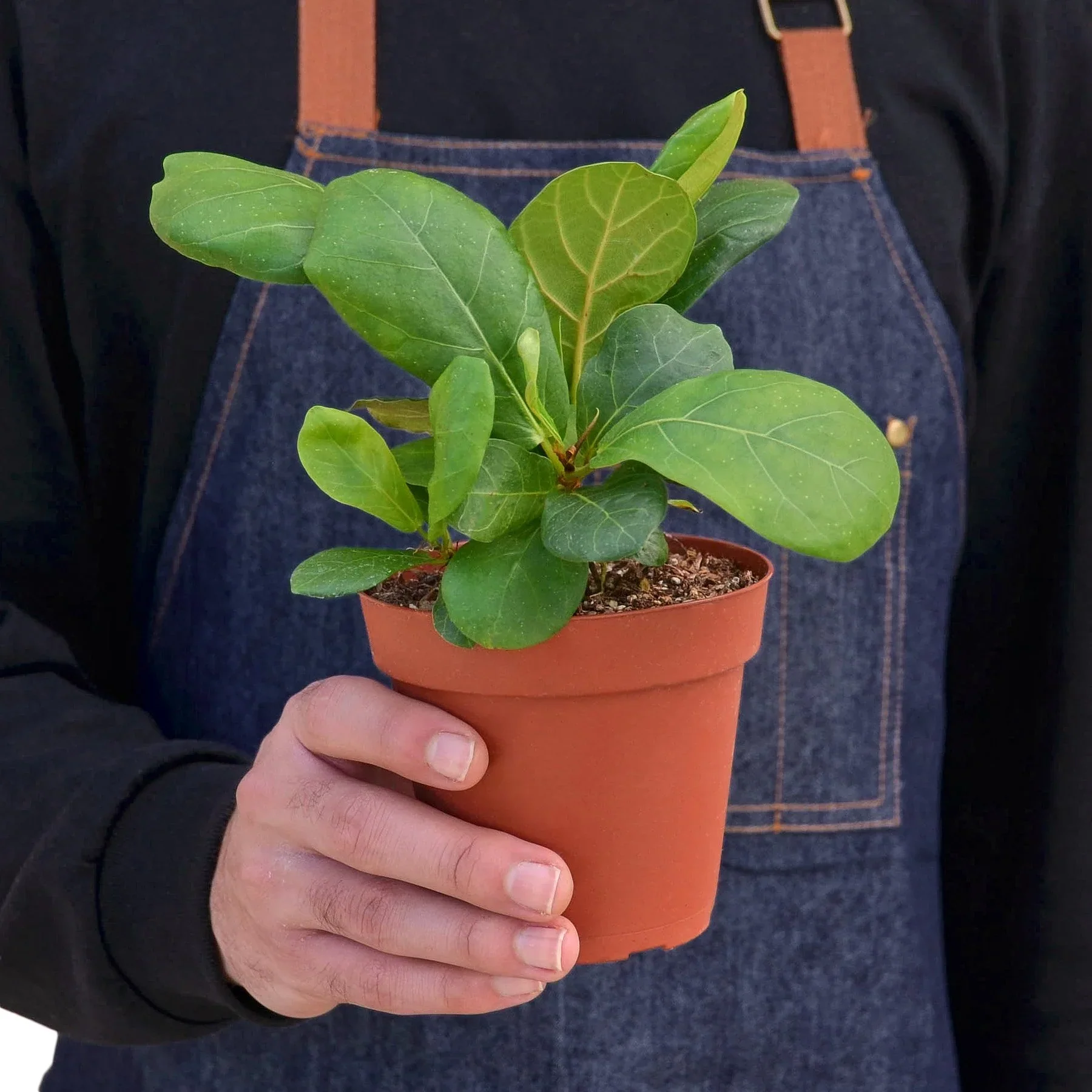 Fiddle Leaf Fig Tree - Image 7