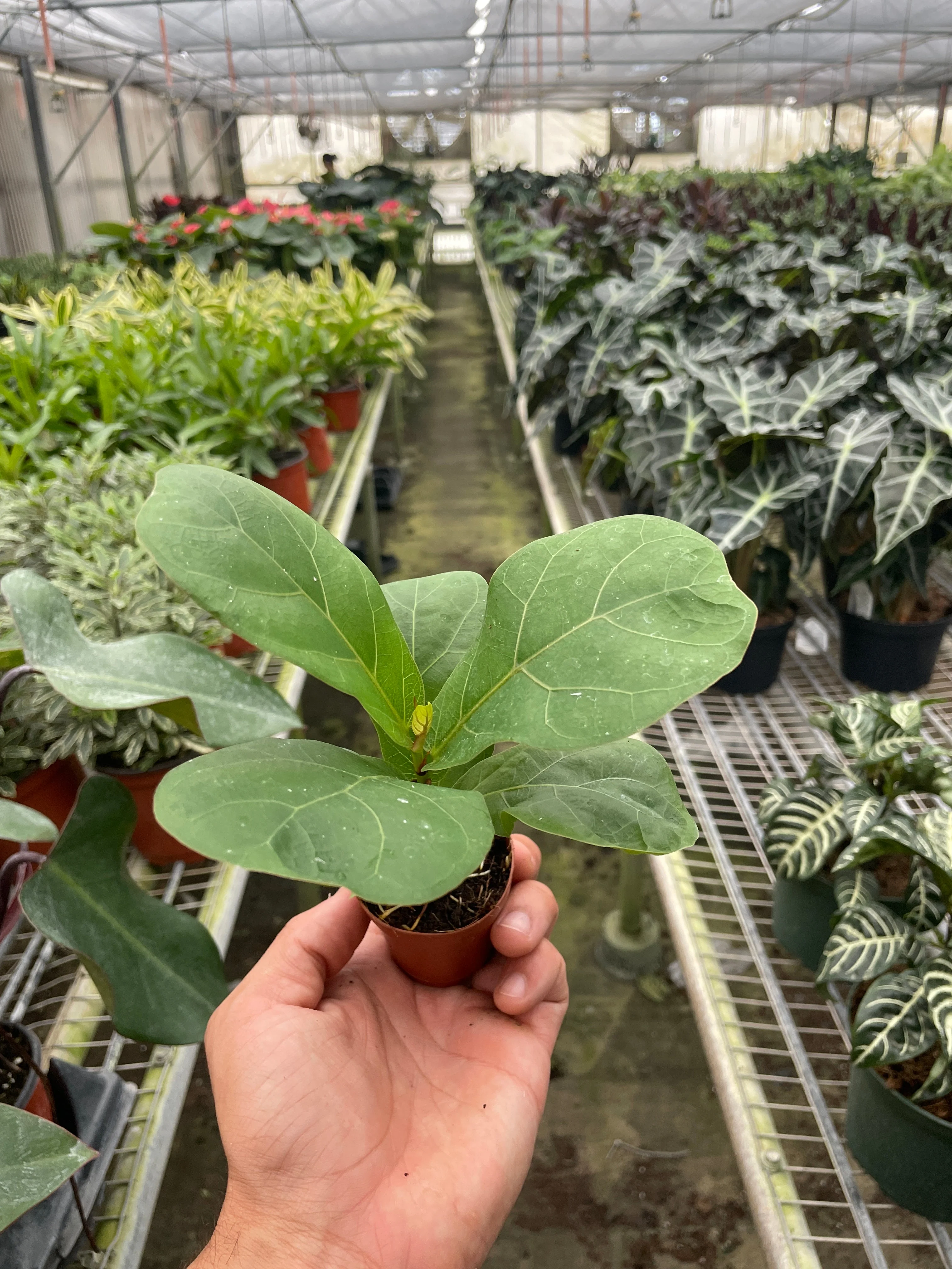 Fiddle Leaf Fig Tree - Image 8