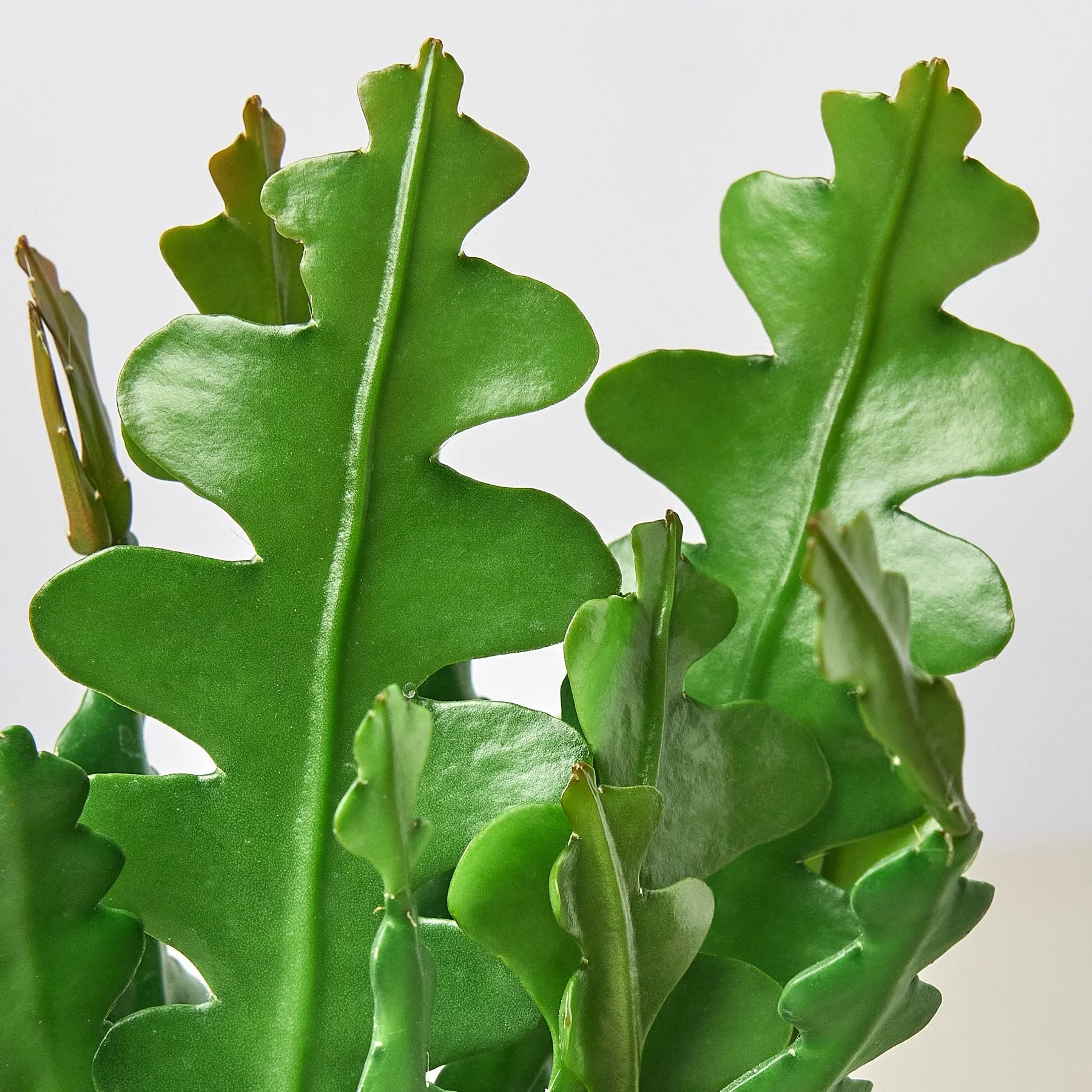 Fishbone Cactus - Image 3