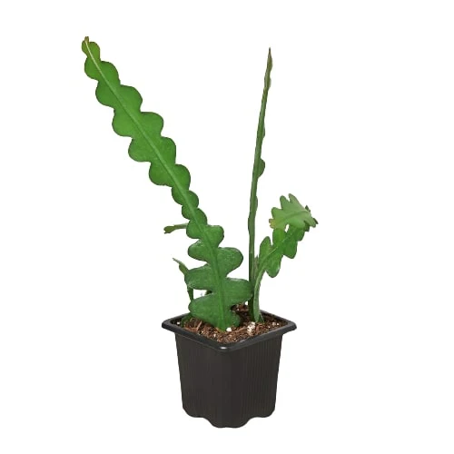 Fishbone Cactus - Image 5