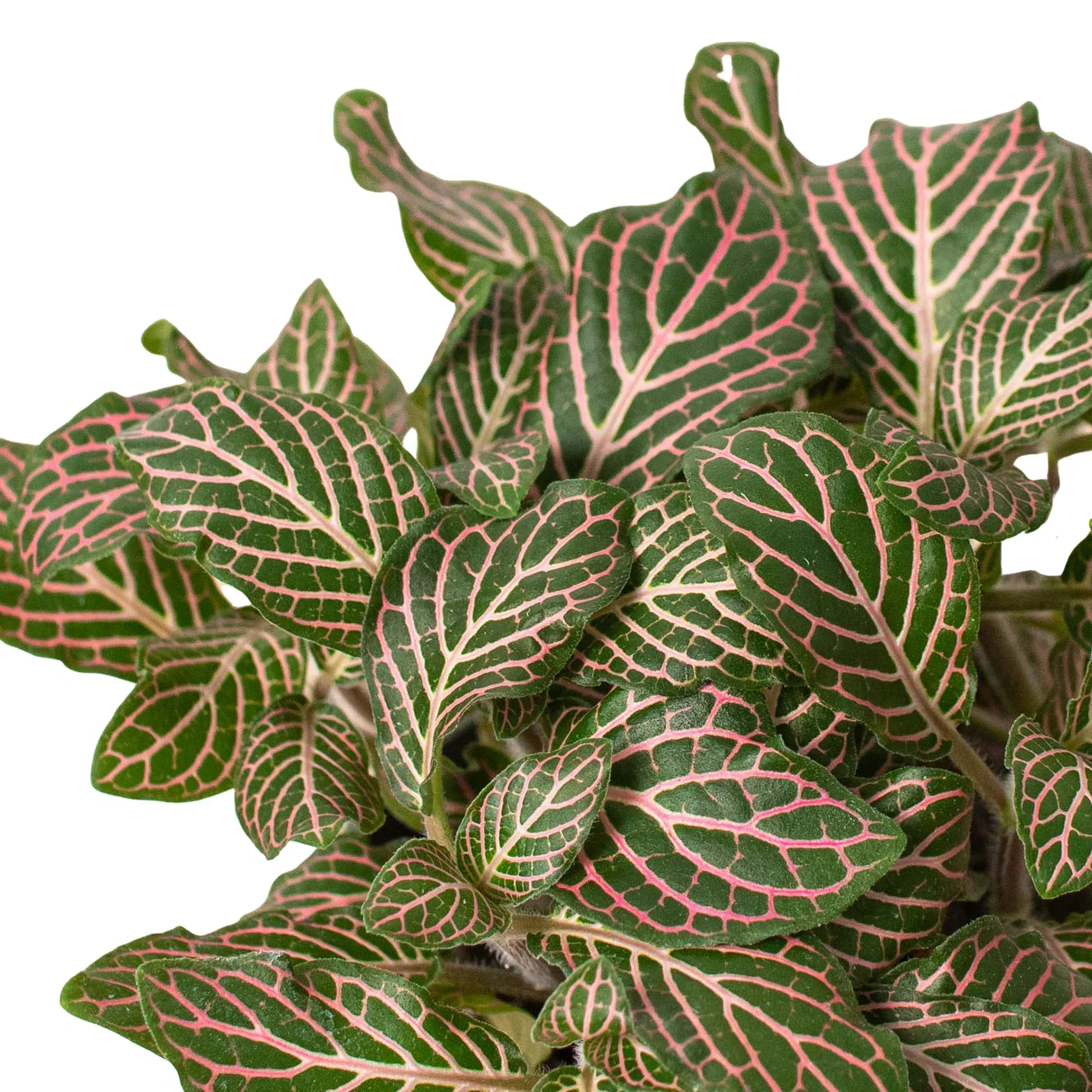 Fittonia 'Pink' - Image 2