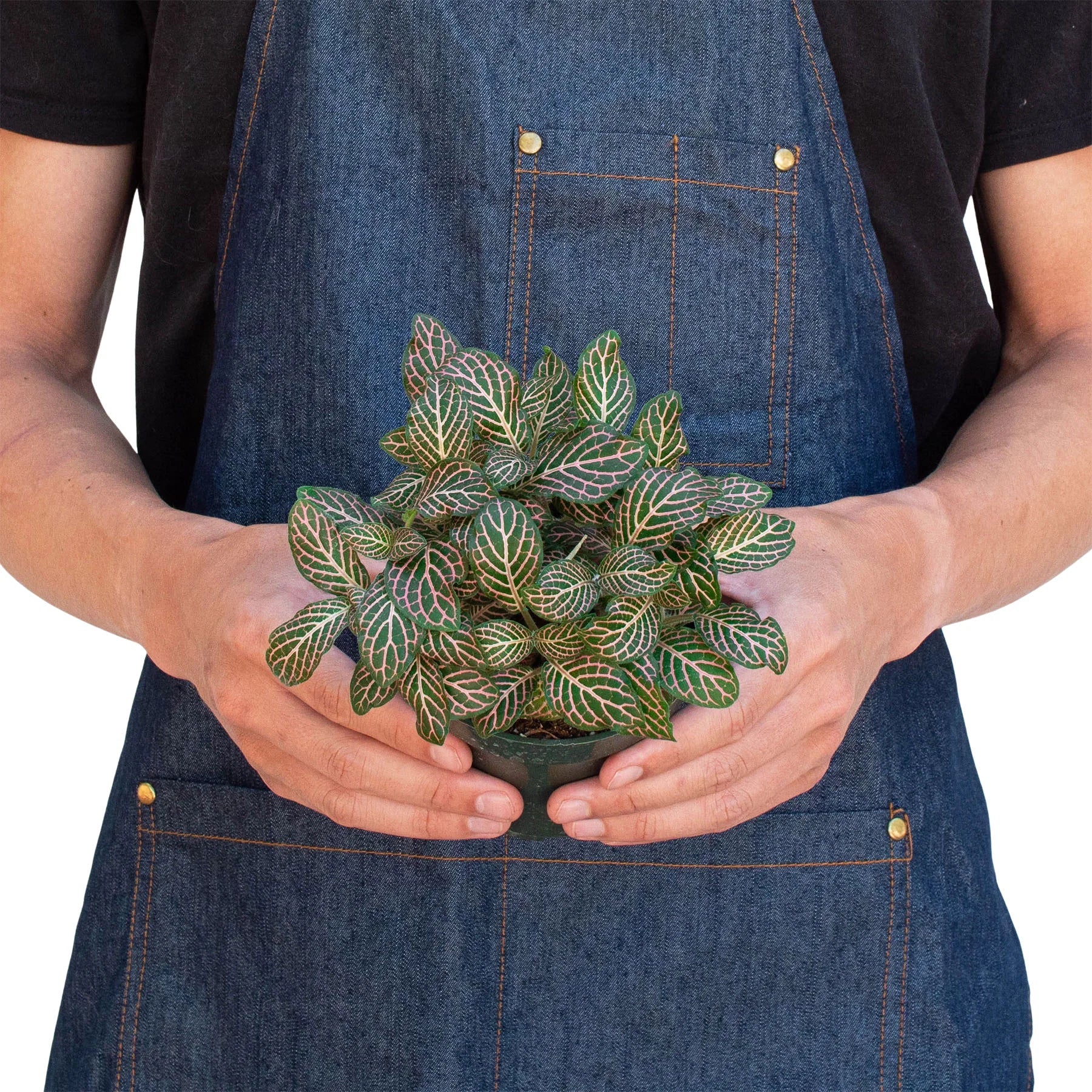 Fittonia 'Pink' - Image 3