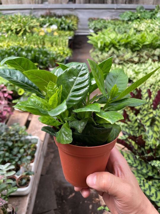 Gardenia 'Bush' - Image 4