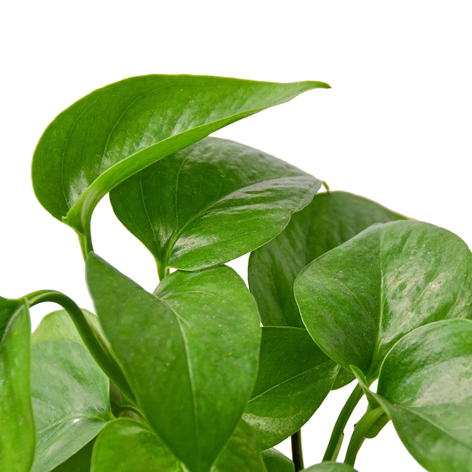 Green Queen Pothos - Image 2