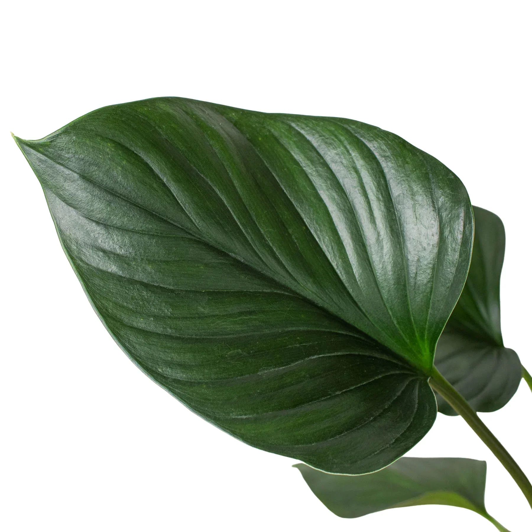 Homalomena 'Emerald Gem' - Image 2