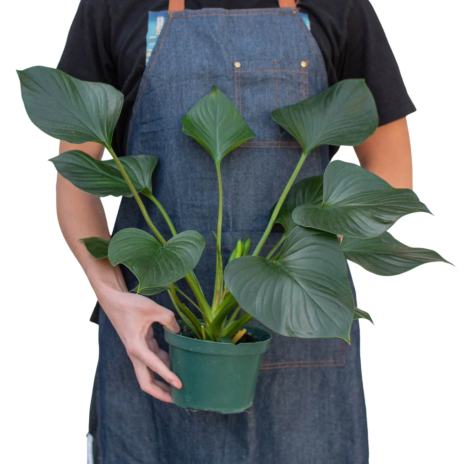 Homalomena 'Emerald Gem' - Image 3