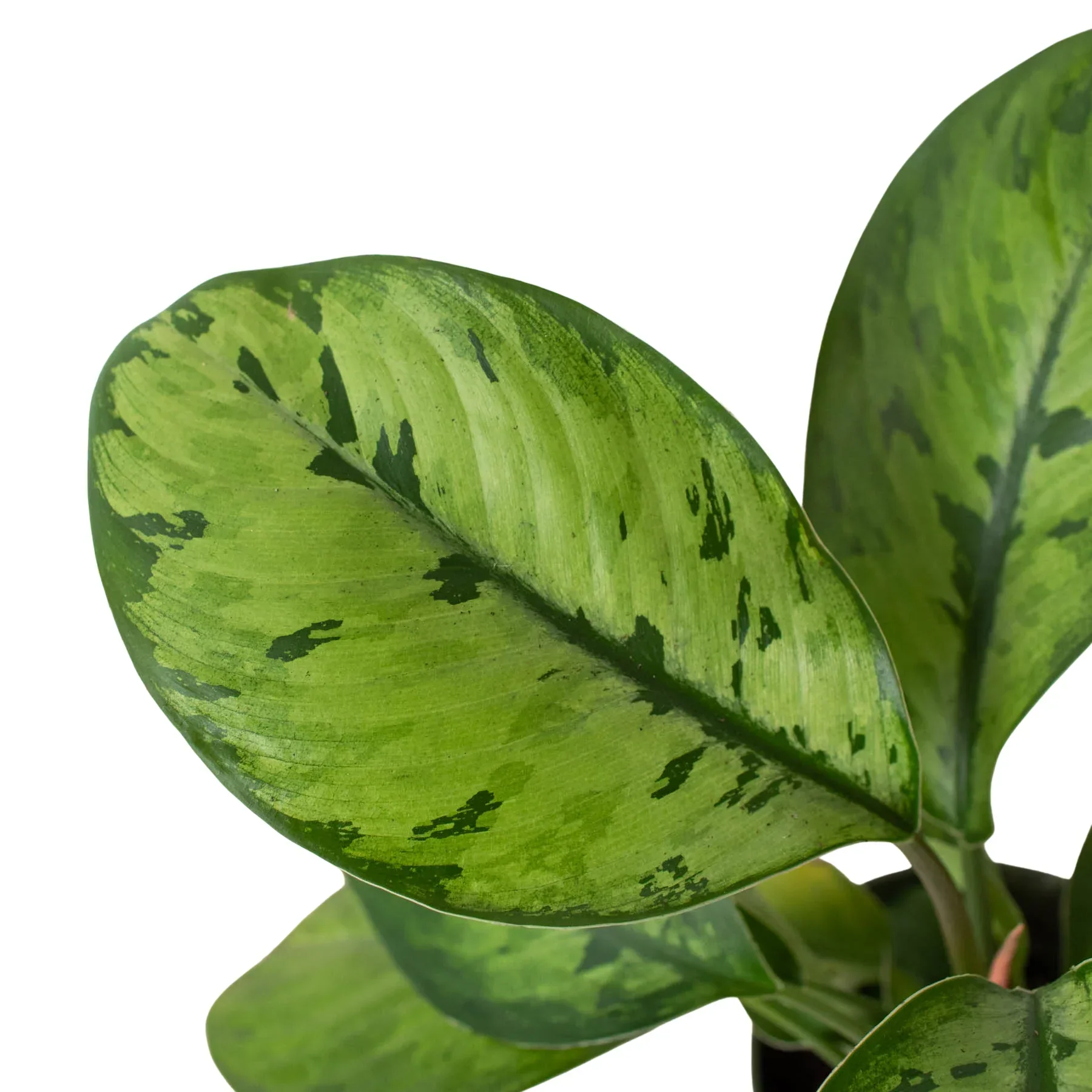 Homalomena 'Selby' - Image 2