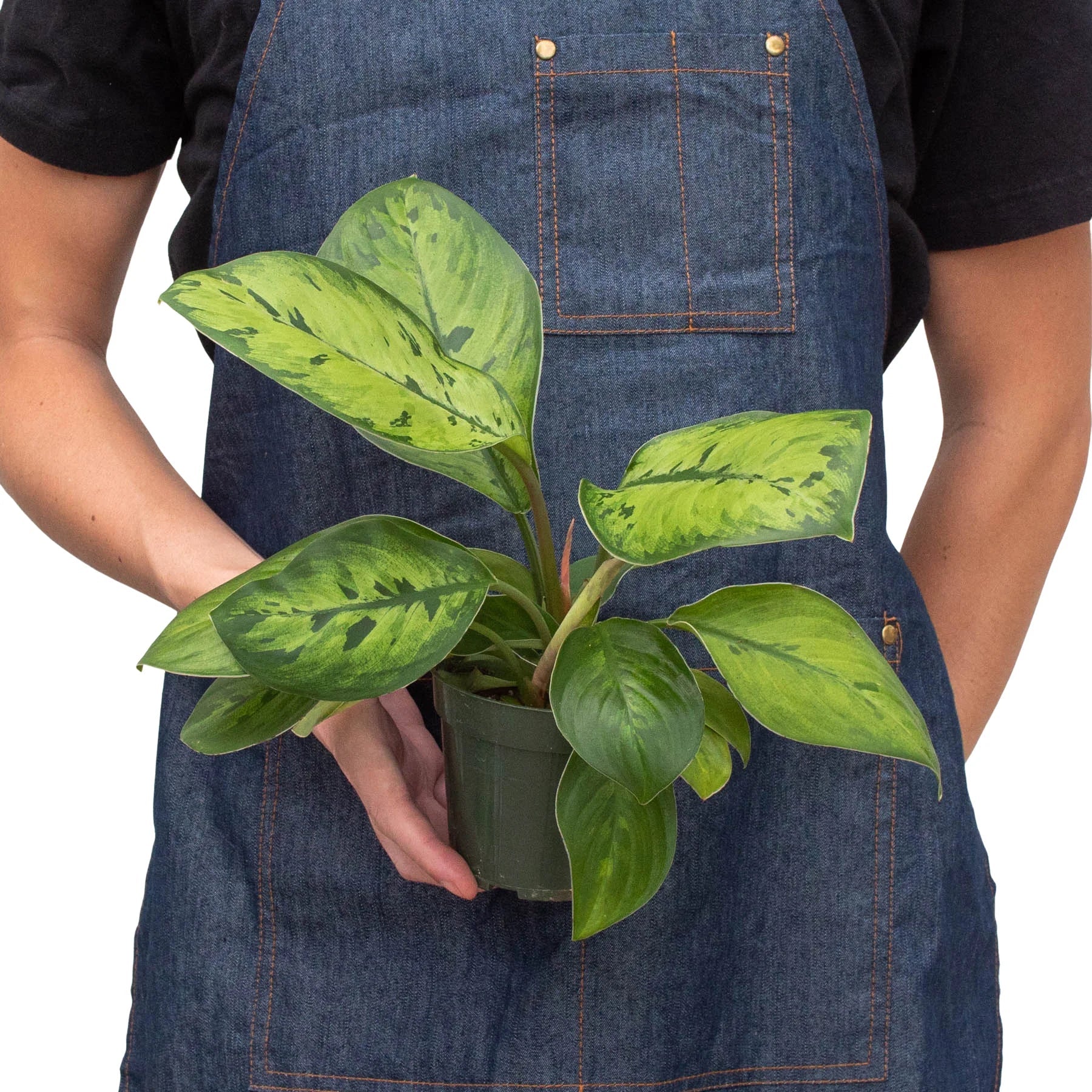 Homalomena 'Selby' - Image 3