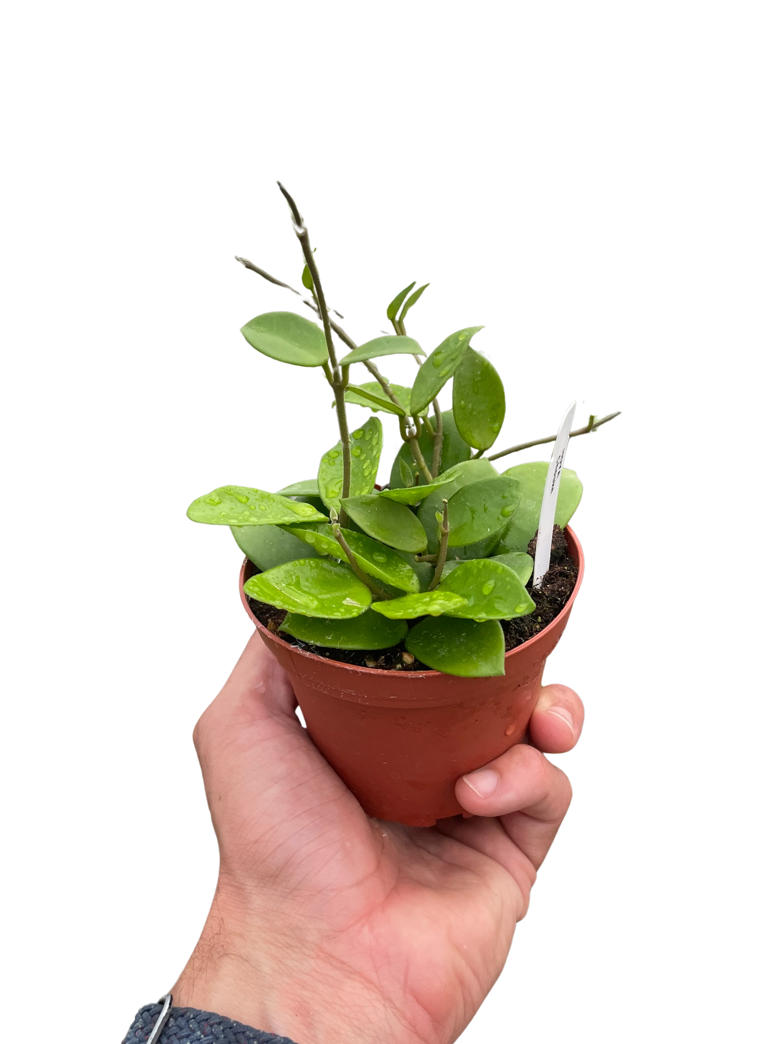 Hoya Bilobata - Image 3