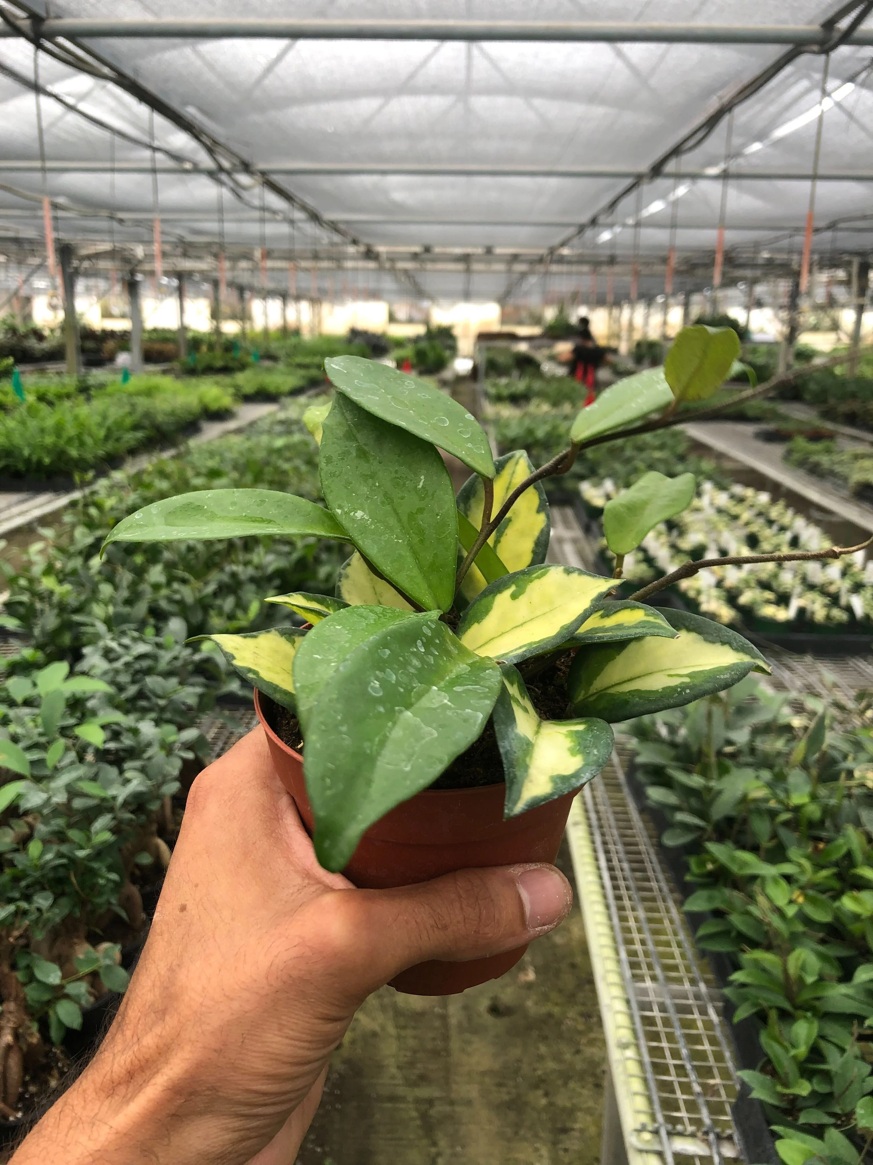 Hoya Carnosa 'Krimson Princess' - Image 2