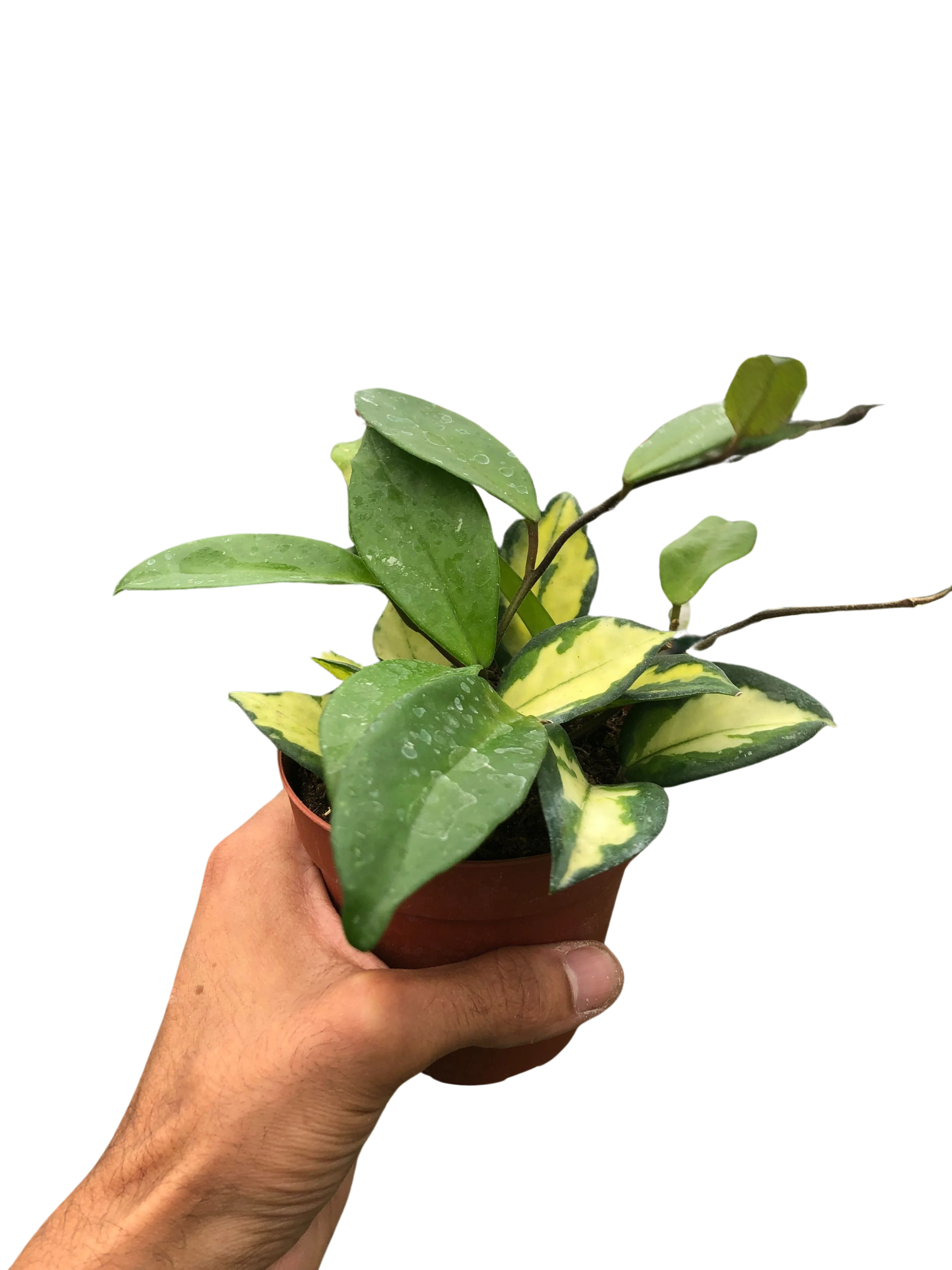 Hoya Carnosa 'Krimson Princess' - Image 4