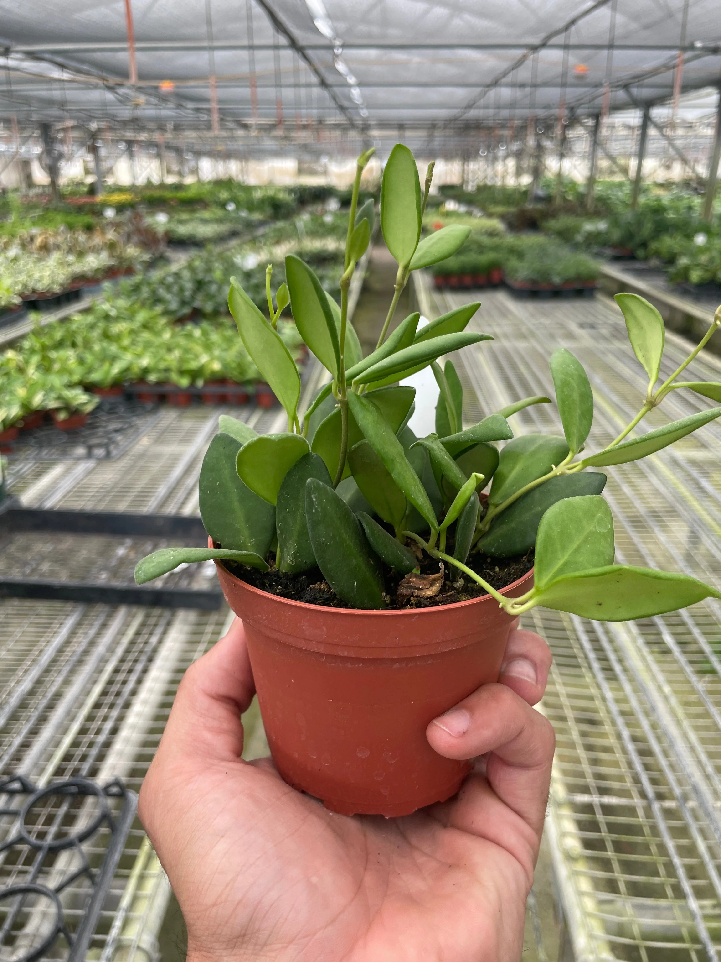 Hoya Chouke - Image 2