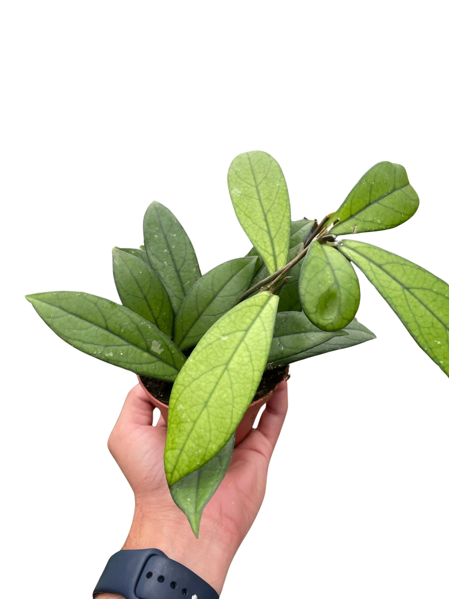 Hoya 'Crassipetiolata' - Image 3