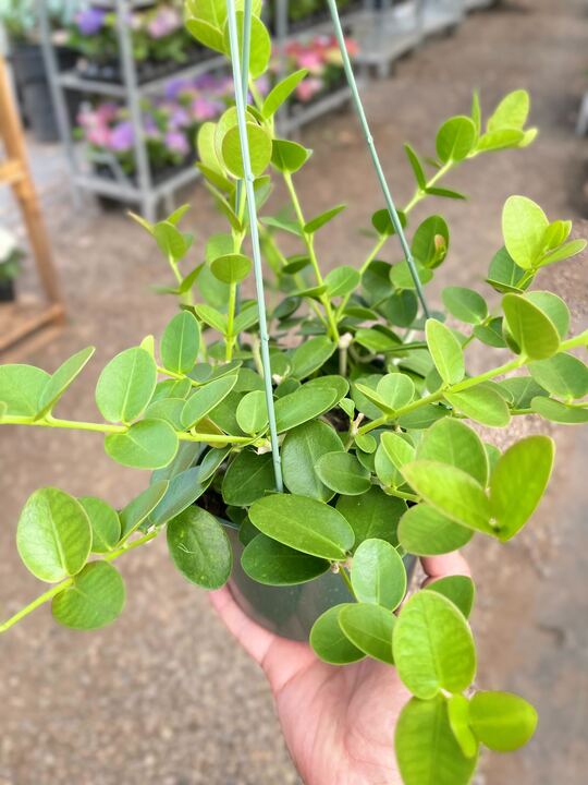Hoya Cumingiana - Image 2