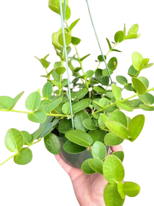 Hoya Cumingiana - Image 4