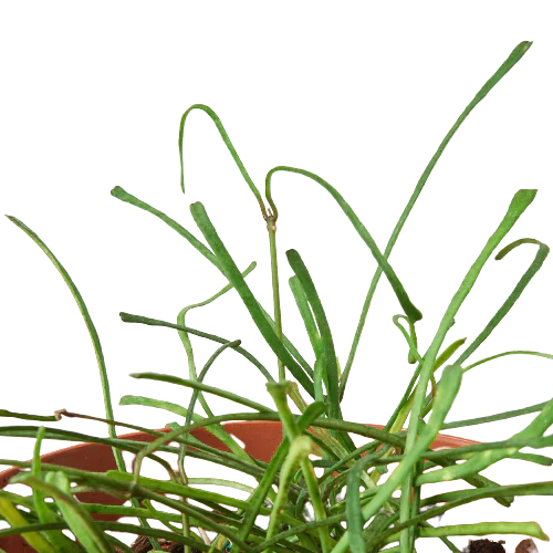 Hoya 'Grass Leafed' - 4" Pot - Image 2