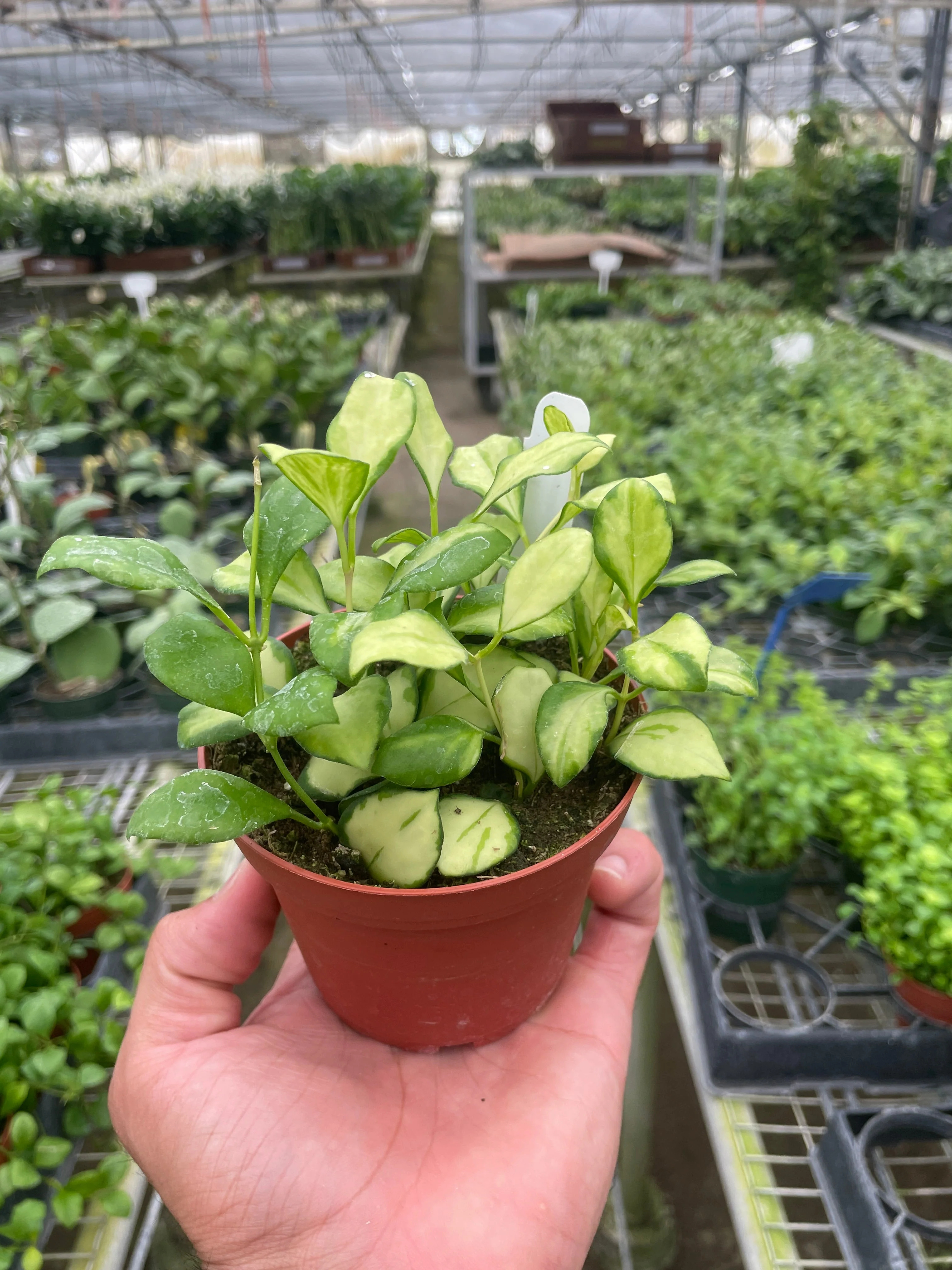 Hoya Heuschkeliana Variegated - Image 2